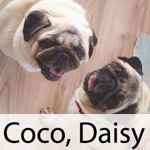 Coco, Daisy