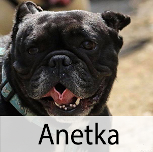 Anetka