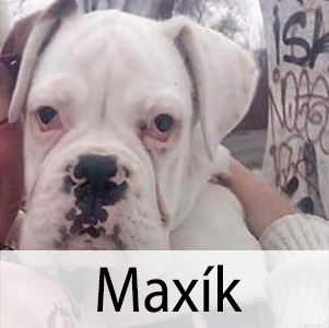 Maxík